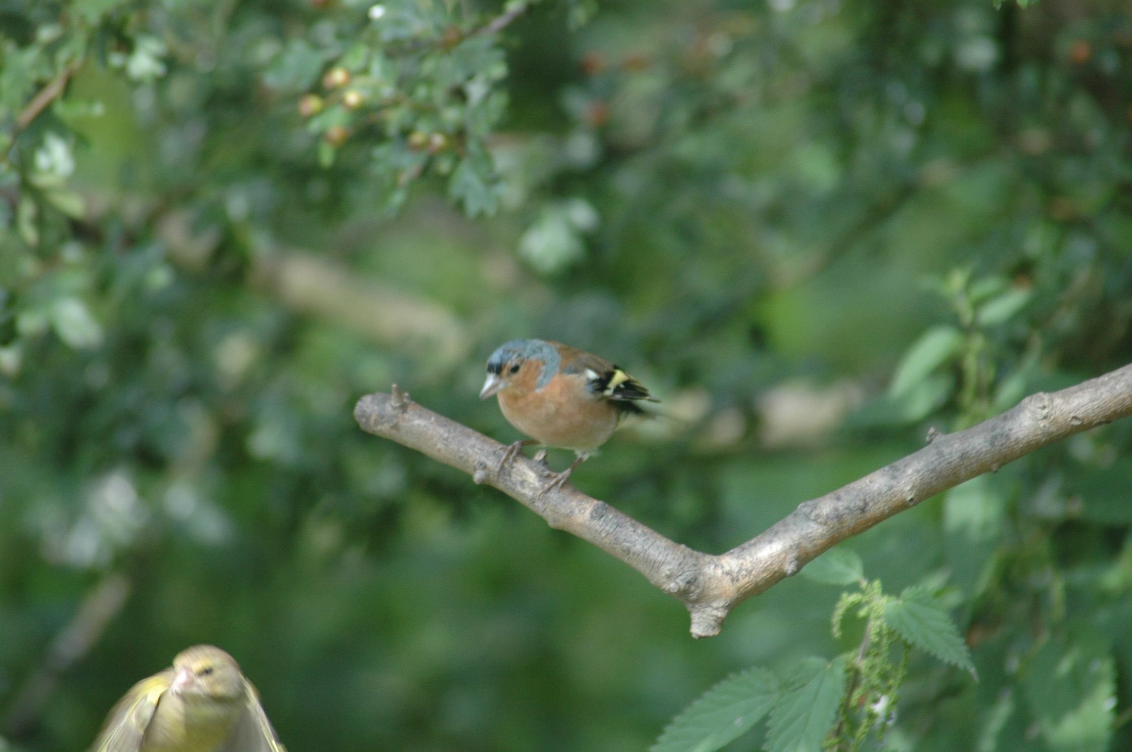 chaffinch
